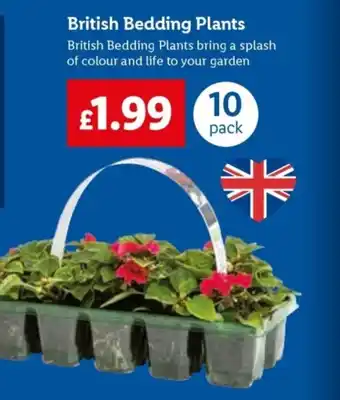 Lidl British Bedding Plants offer