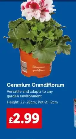 Lidl Geranium Grandiflorum offer