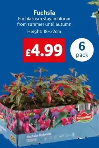 Lidl Fuchsia offer