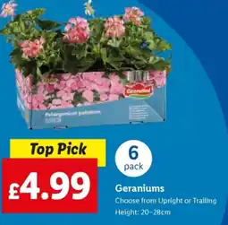 Lidl Geraniums offer