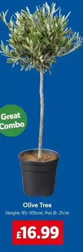 Lidl Olive Tree offer