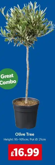 Lidl Olive Tree offer