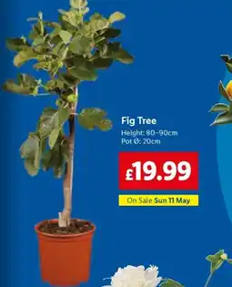 Lidl Fig Tree offer