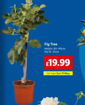 Lidl Fig Tree offer