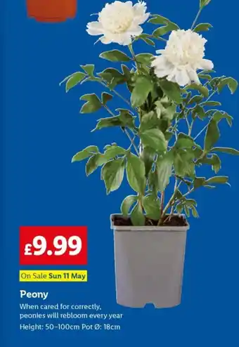 Lidl Peony offer