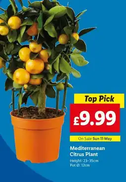 Lidl Mediterranean Citrus Plant offer