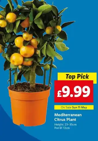 Lidl Mediterranean Citrus Plant offer