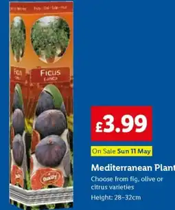 Lidl Mediterranean Plant offer