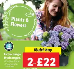 Lidl Extra Large Hydrangea offer