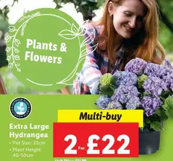 Lidl Extra Large Hydrangea offer