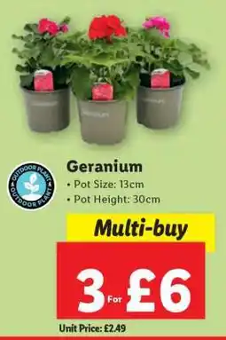 Lidl Geranium offer
