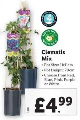 Lidl Clematis Mix offer