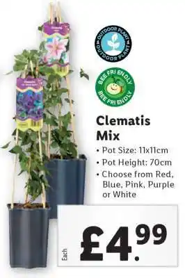 Lidl Clematis Mix offer