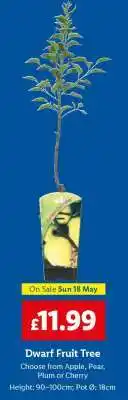Lidl Dwarf Fruit Tree offer