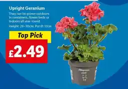 Lidl Upright Geranium offer
