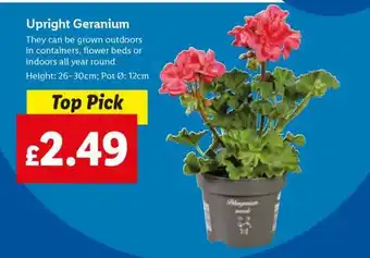 Lidl Upright Geranium offer