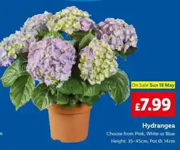 Lidl Hydrangea offer