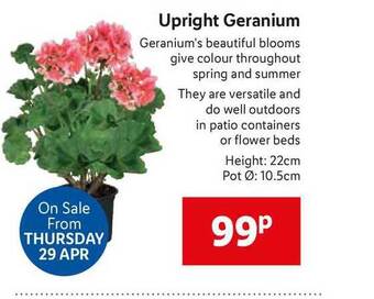 Lidl Upright Geranium offer