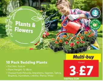 Lidl 10 Pack Bedding Plants offer
