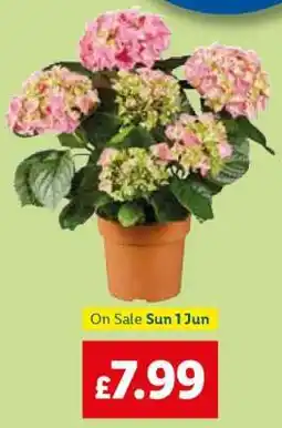Lidl Hydrangea Plant offer