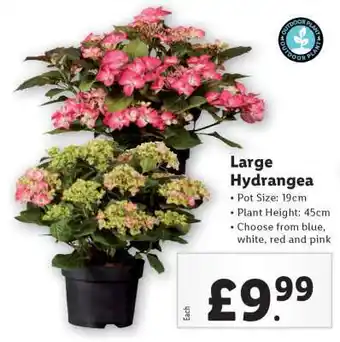 Lidl Large Hydrangea offer
