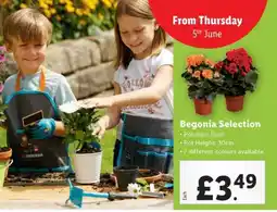 Lidl Begonia Selection offer