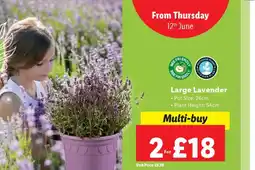 Lidl Large Lavender offer