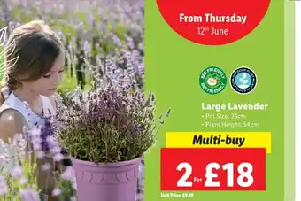 Lidl Large Lavender offer