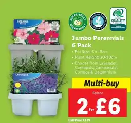 Lidl Jumbo Perennials offer