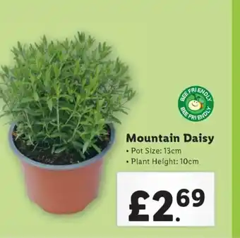 Lidl Mountain Daisy offer