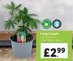 Lidl Large Lupin offer