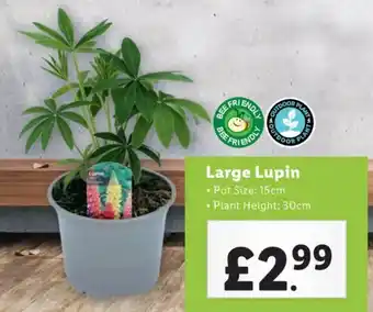 Lidl Large Lupin offer