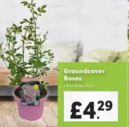 Lidl Groundcover Roses offer