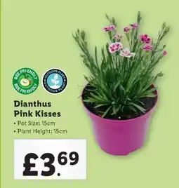 Lidl Dianthus Pink Kisses offer