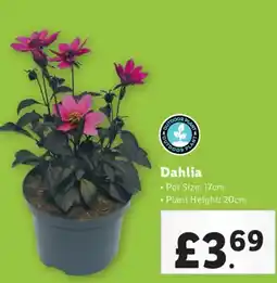 Lidl Dahlia offer