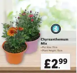 Lidl Chyrsanthemum Mix offer