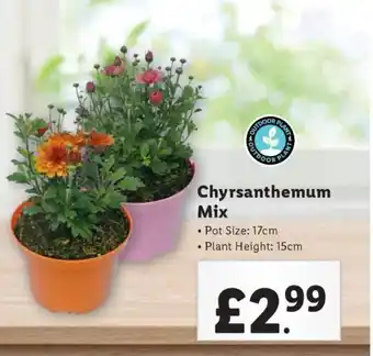 Lidl Chyrsanthemum Mix offer