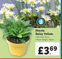 Lidl Shasta Daisy Yellow offer