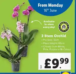 Lidl 2 Stem Orchid offer