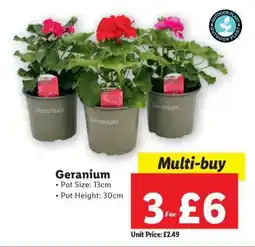 Lidl Geranium offer