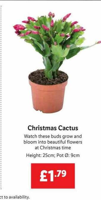 Lidl Christmas Cactus offer