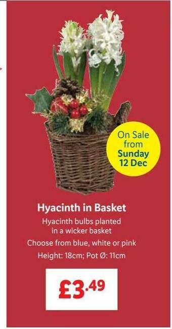 Lidl Hyacinth In Basket offer