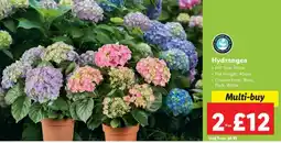 Lidl Hydrangea offer