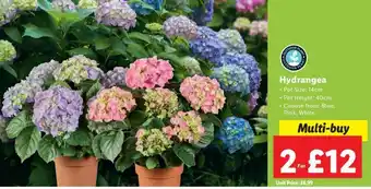Lidl Hydrangea offer