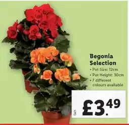 Lidl Begonia Selection offer