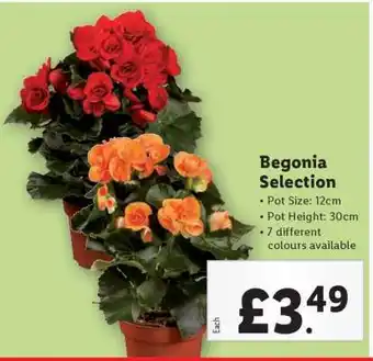 Lidl Begonia Selection offer