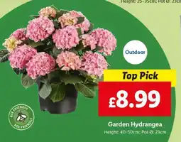Lidl Garden Hydrangea offer