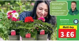 Lidl Geranium offer