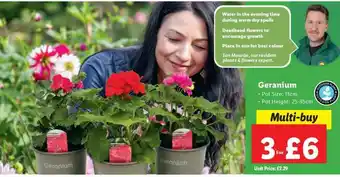 Lidl Geranium offer