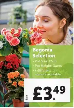 Lidl Begonia Selection offer